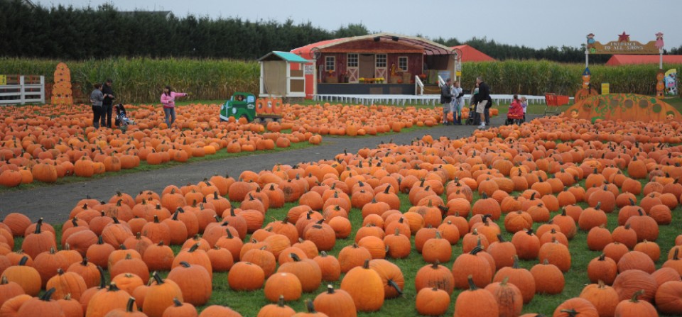 Pumpkin picking