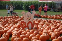 Large Pumpkin patch