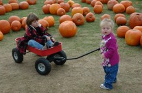 Enjoy Pumpkin Picking at the farm